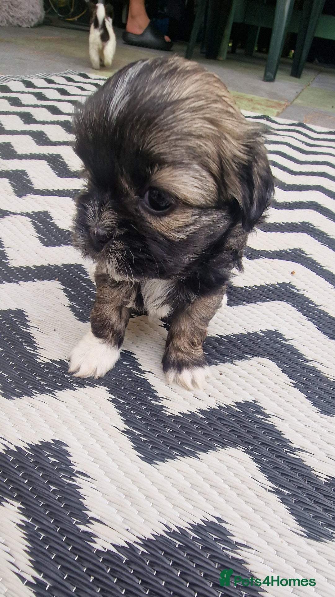 Shih Tzu dogs for sale: wonderful puppies  - Image 17