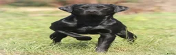 Labrador Retriever dogs for sale: KC registered male lab pups. Fully health tested - Advert 6
