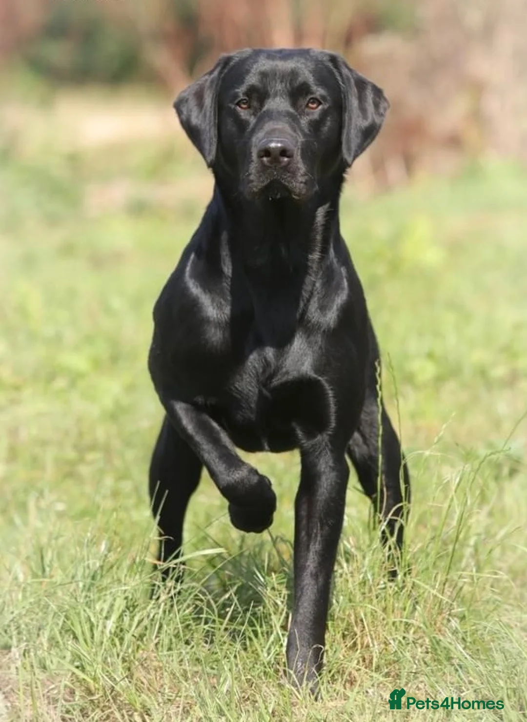 Labrador Retriever dogs for sale: KC registered male lab pups. Fully health tested - Advert 6