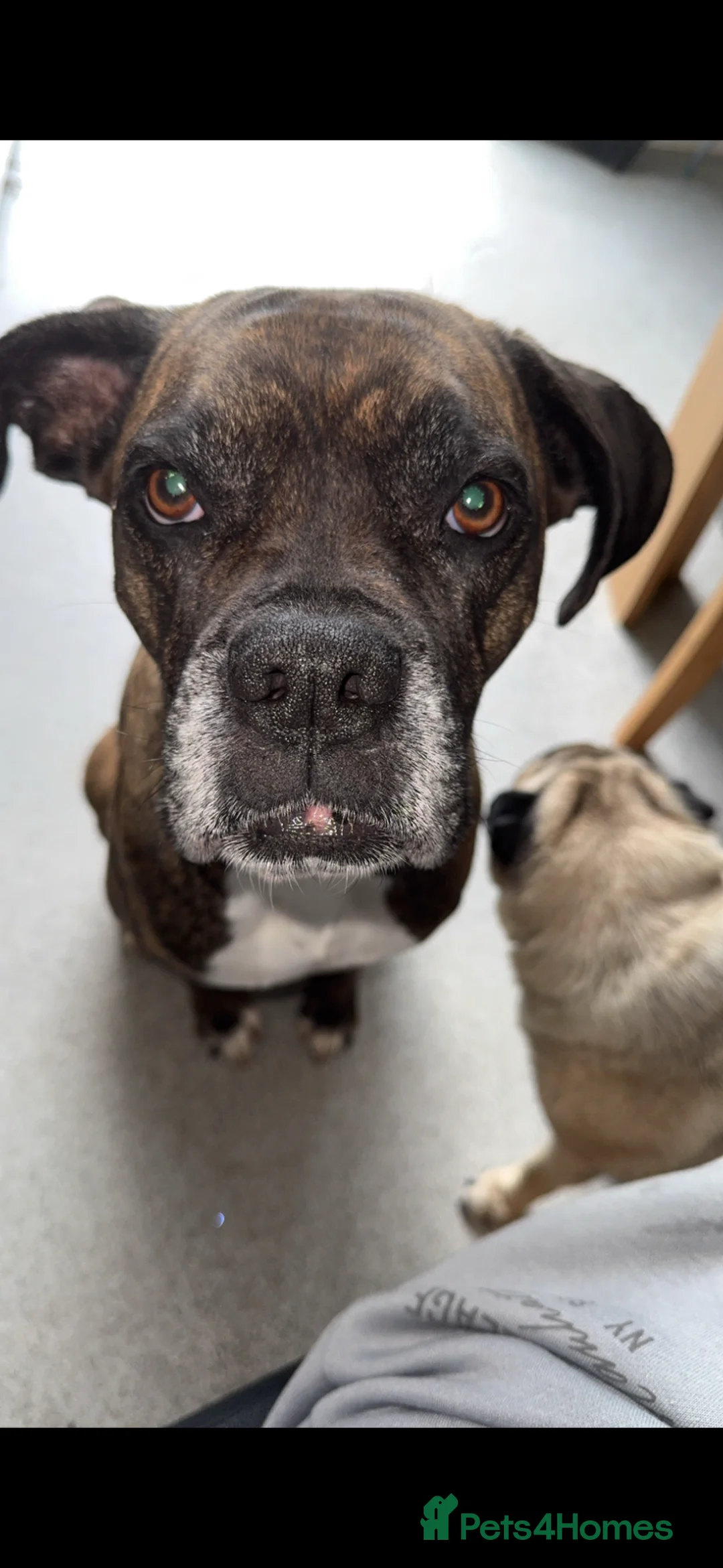 Mixed Breed dogs for sale: 6 year old boxer x perfect for a family   - Advert 1