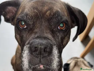 Mixed Breed dogs 6 year old boxer x perfect for a family - Advert 1