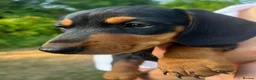 Miniature Dachshund dogs for sale: Beautiful miniature dachshund puppies - Advert 28