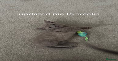 Munchkin cats - Advert 2