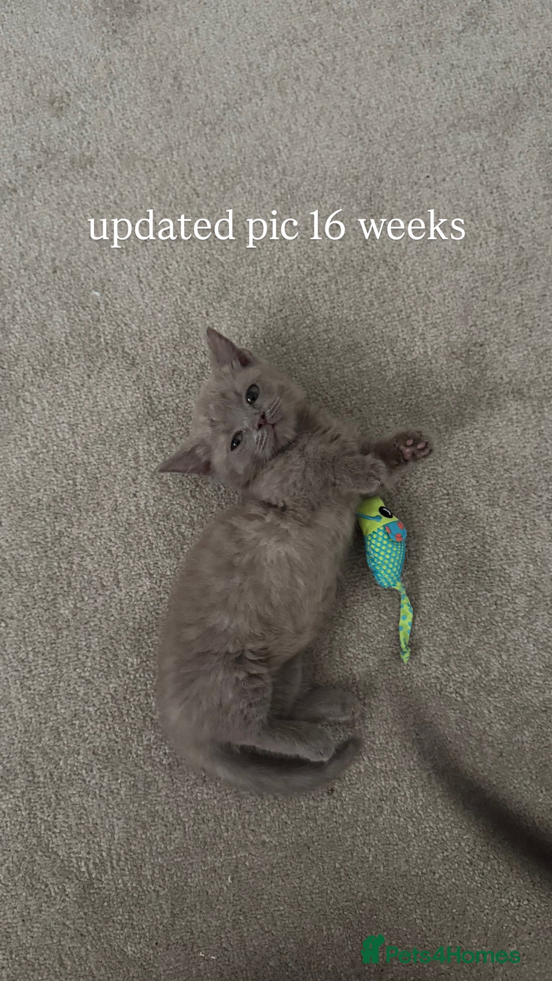 Munchkin cats for sale: 💎 RARE LILAC MUNCHKIN 💎 - Image 3