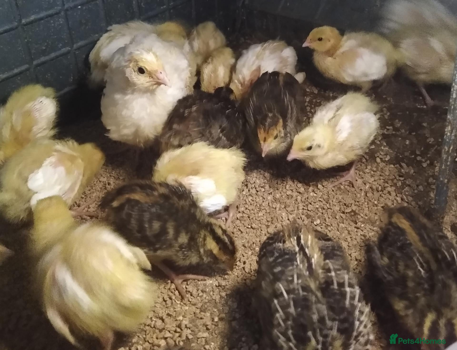 Quail poultry for sale: Female coturnix brown or white jumbo quails  - Advert 22