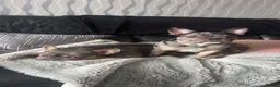 French Bulldog dogs for stud: MERLE & TAN FRENCH BULLDOG STUD - Advert 10