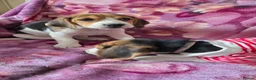 Beagle dogs for sale: Beautiful Beagle puppies looking for loving homes - Advert 15
