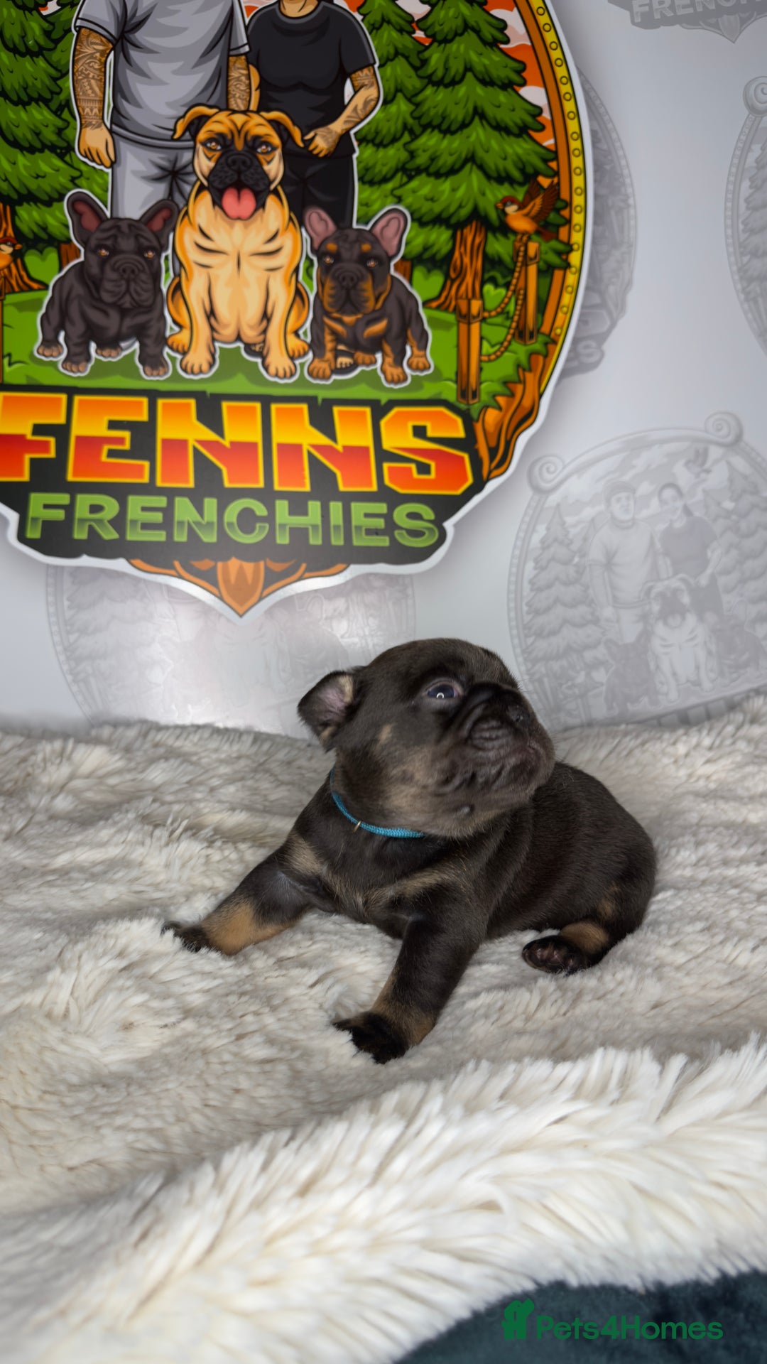 French Bulldog dogs for sale: Stunning litter of frenchies  - Advert 10