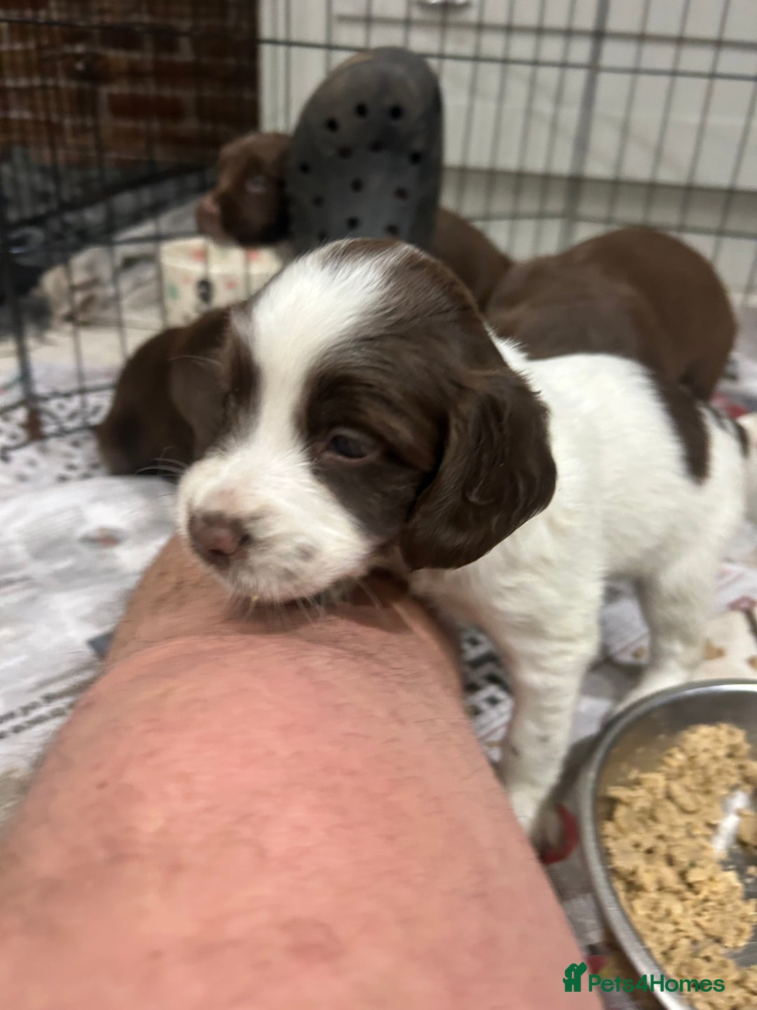 Sprocker dogs for sale: Working Sprocker Spaniels  - Advert 6