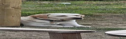 Labradoodle dogs for sale: DNA Health screened Miniature Labradoodles  - Advert 37