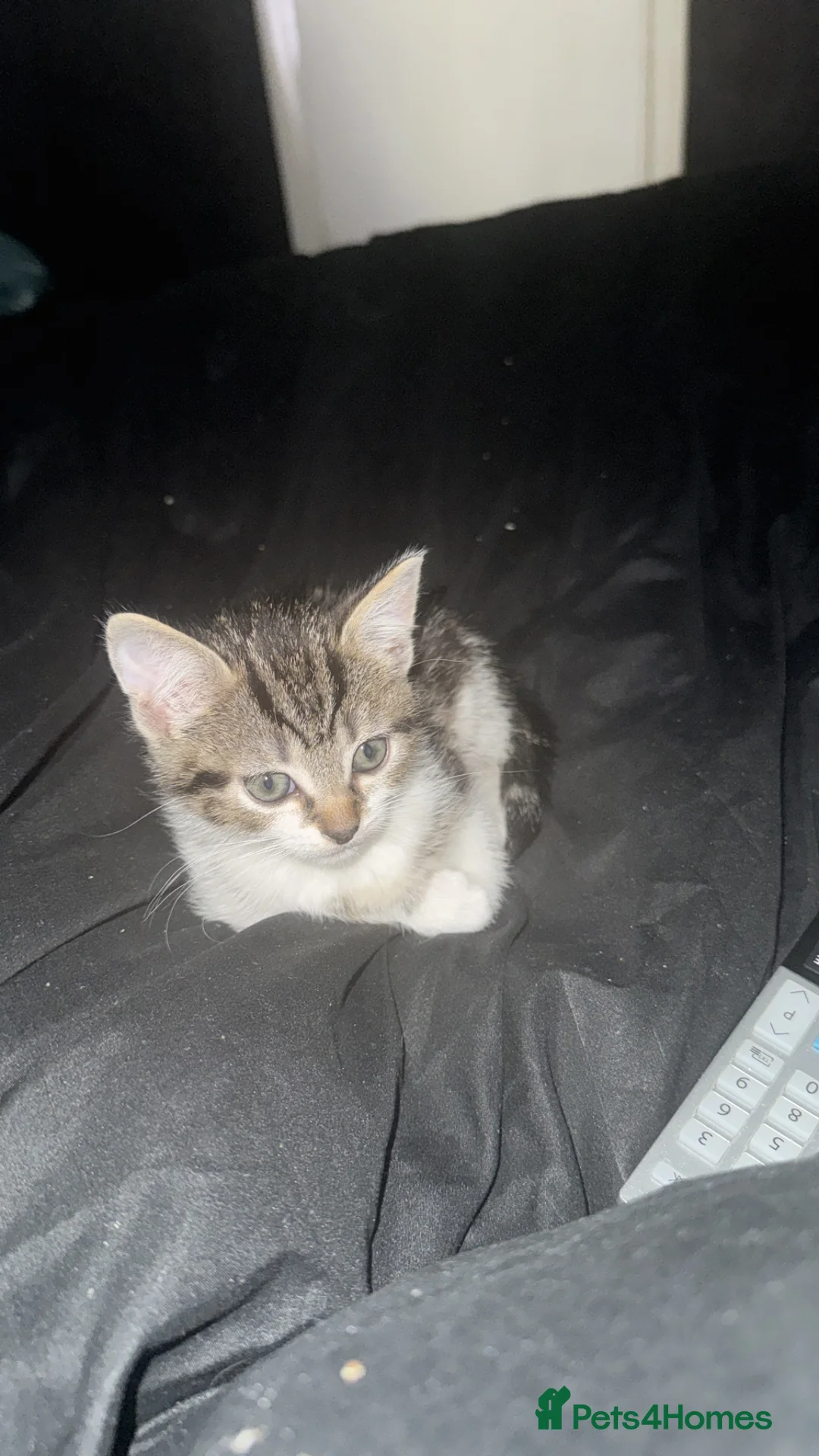 Mixed Breed cats for sale: Male kitten for sale walsall in Walsall - Advert 2