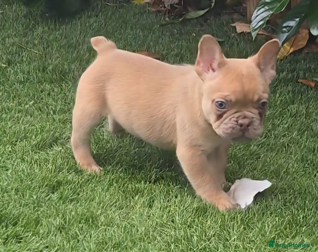 French Bulldog dogs for sale: Ready Now  - Image 12
