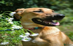 Mixed Breed dogs for adoption: 💖🐶 NIXIE 🐶💖 - Image 8
