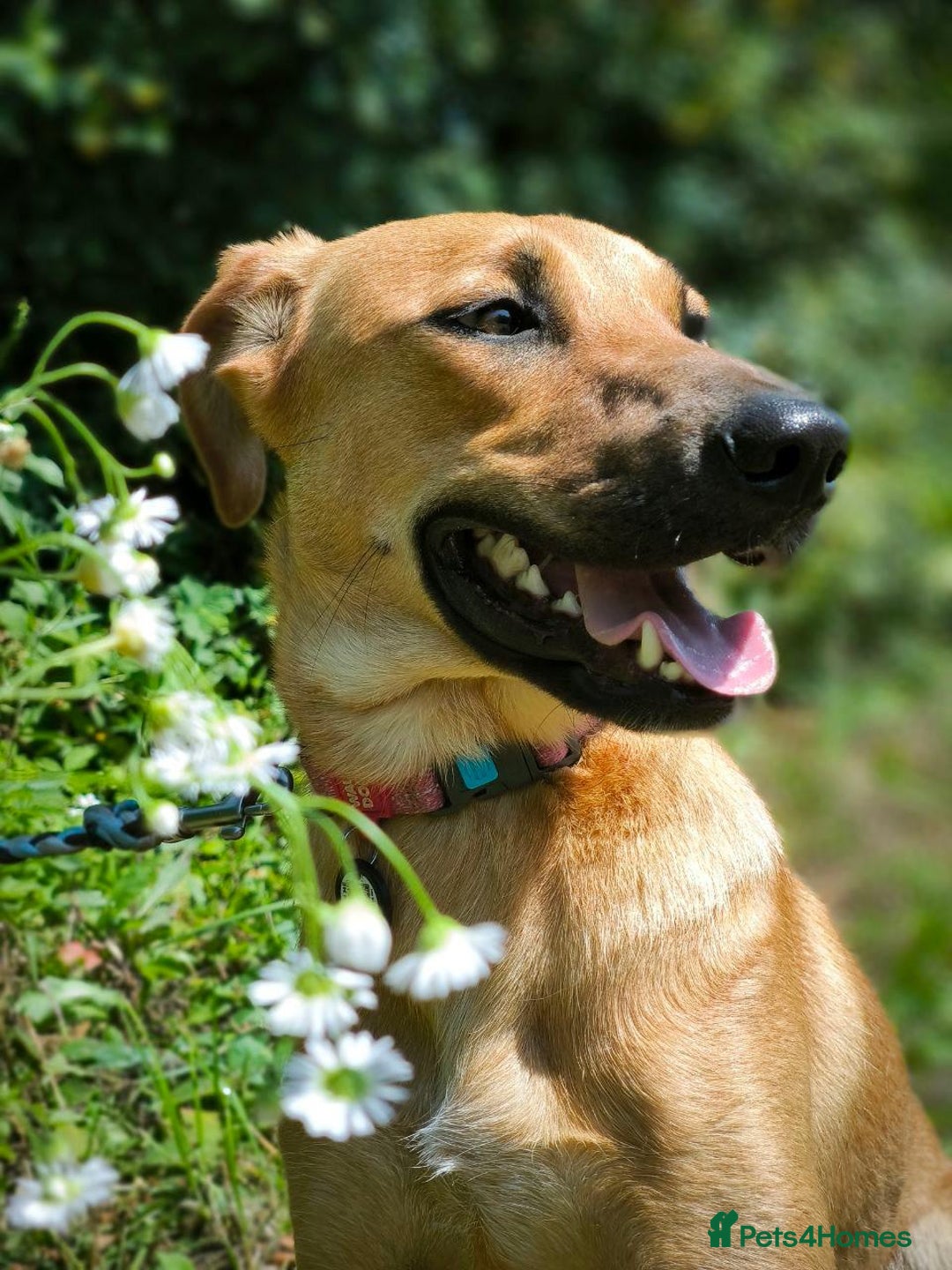 Mixed Breed dogs for adoption: 💖🐶 NIXIE 🐶💖 - Image 8