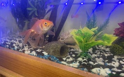 Goldfish fish for sale: Variety of fish and tank for sale in Cheltenham - Image 9