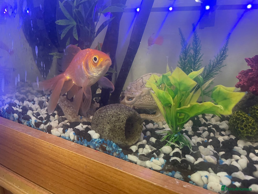 Goldfish fish for sale: Variety of fish and tank for sale in Cheltenham - Image 9