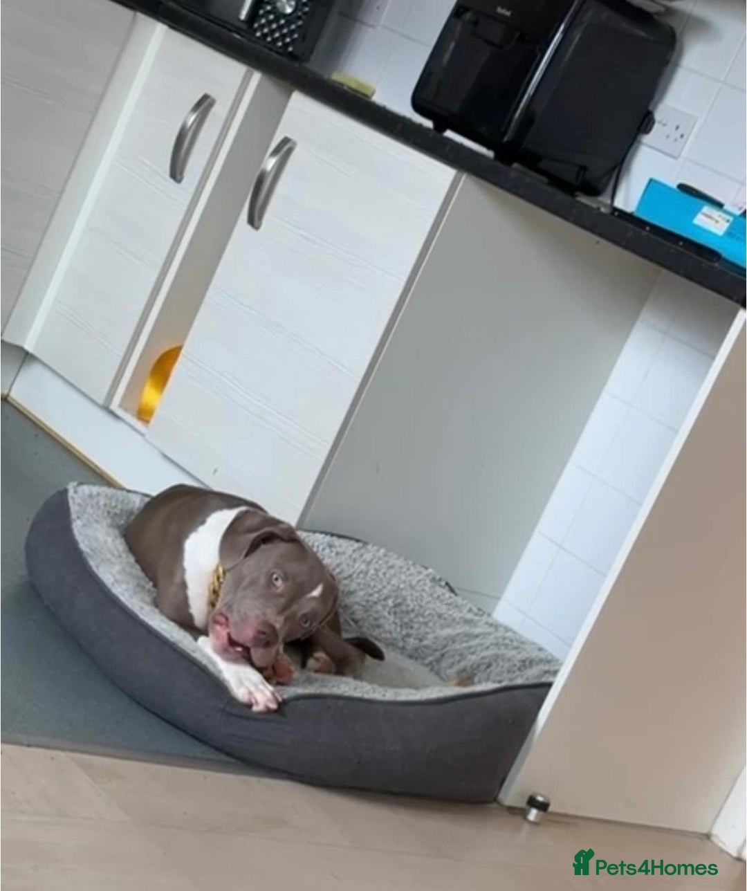 Mixed Breed dogs for sale: American bully x mastiff female  - Image 1