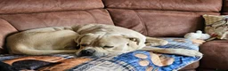 Mixed Breed dogs for sale: Beautiful big boy - Advert 2
