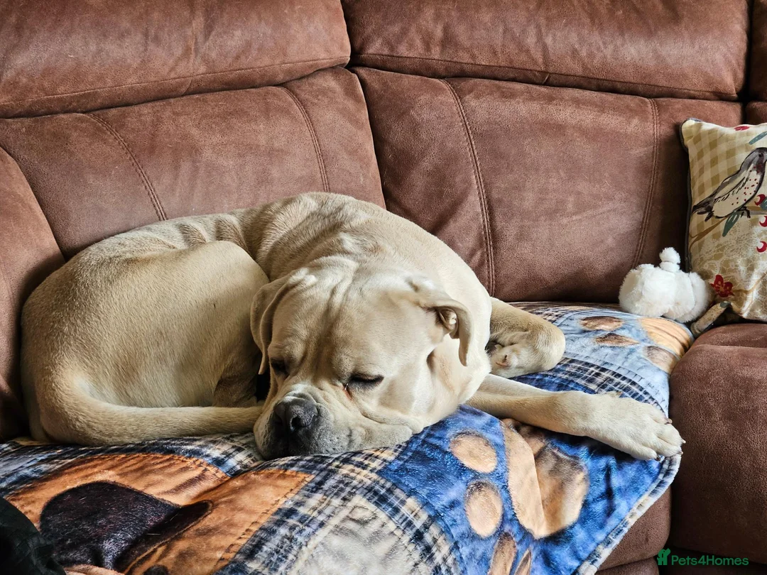Mixed Breed dogs for sale: Beautiful big boy - Advert 2