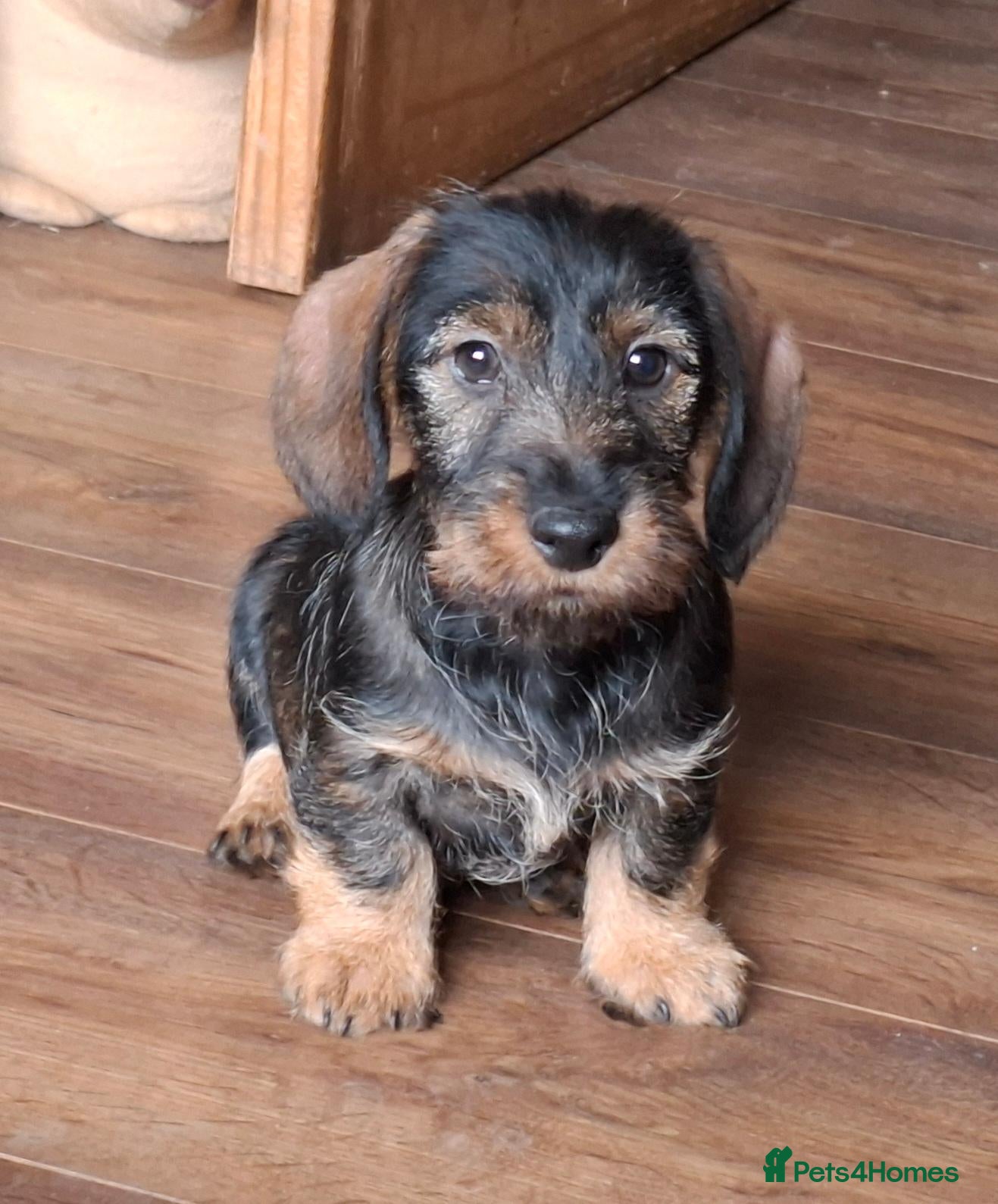Miniature Dachshund dogs for sale: Handsome Pedigree Mini-Wire Dachshund Pup!  - Advert 10