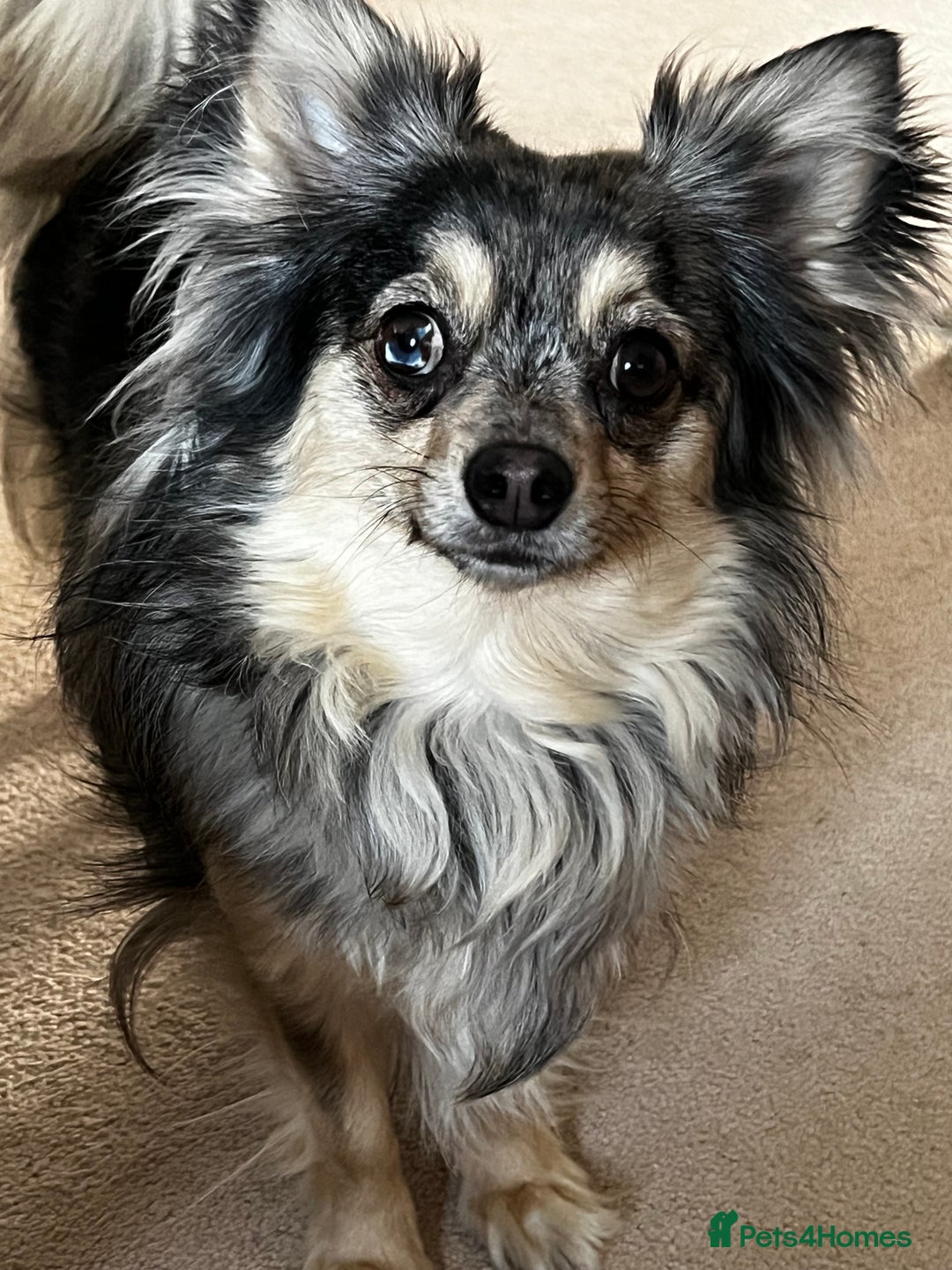 Chihuahua dogs for sale: Long coated Chihuahua adults rehome  - Image 1