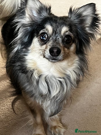 Chihuahua dogs - Advert 1