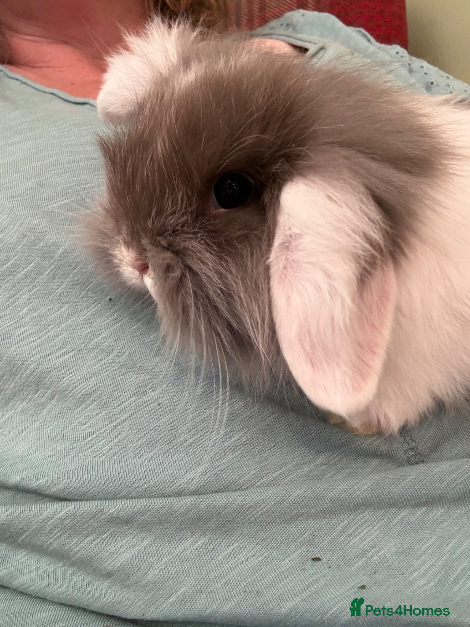 Mini Lop rabbits Mini lops-raised indoors-vaccinated  - Advert 2