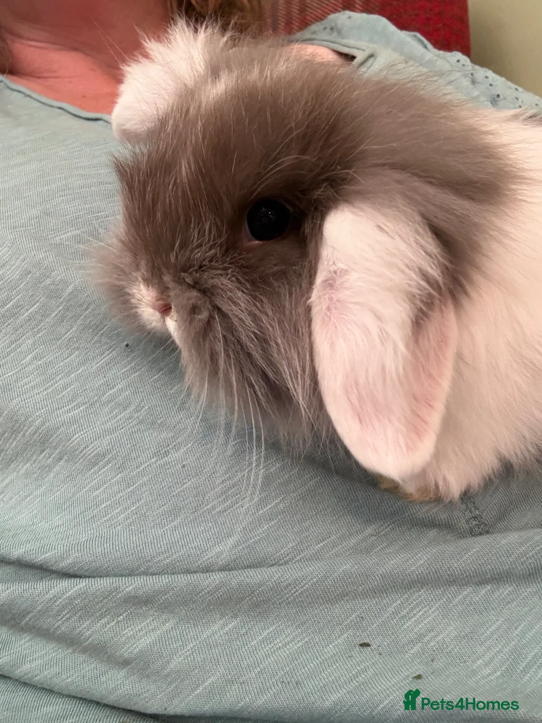 Mini Lop rabbits for sale: Mini lops-raised indoors-vaccinated  - Advert 2