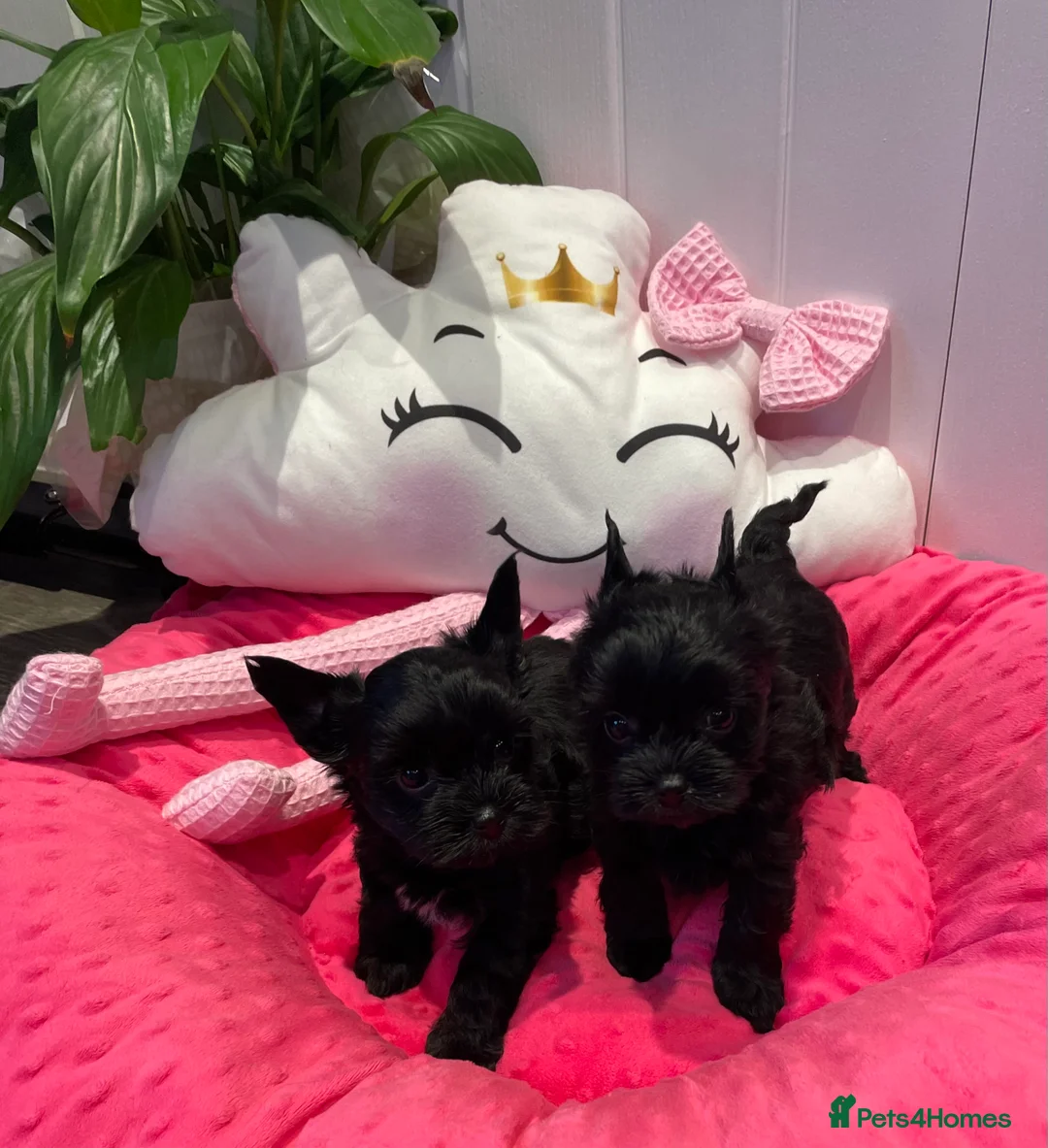 Yorkshire Terrier dogs for sale: pedigree yorkshire terrier ‼️‼️ - Advert 7