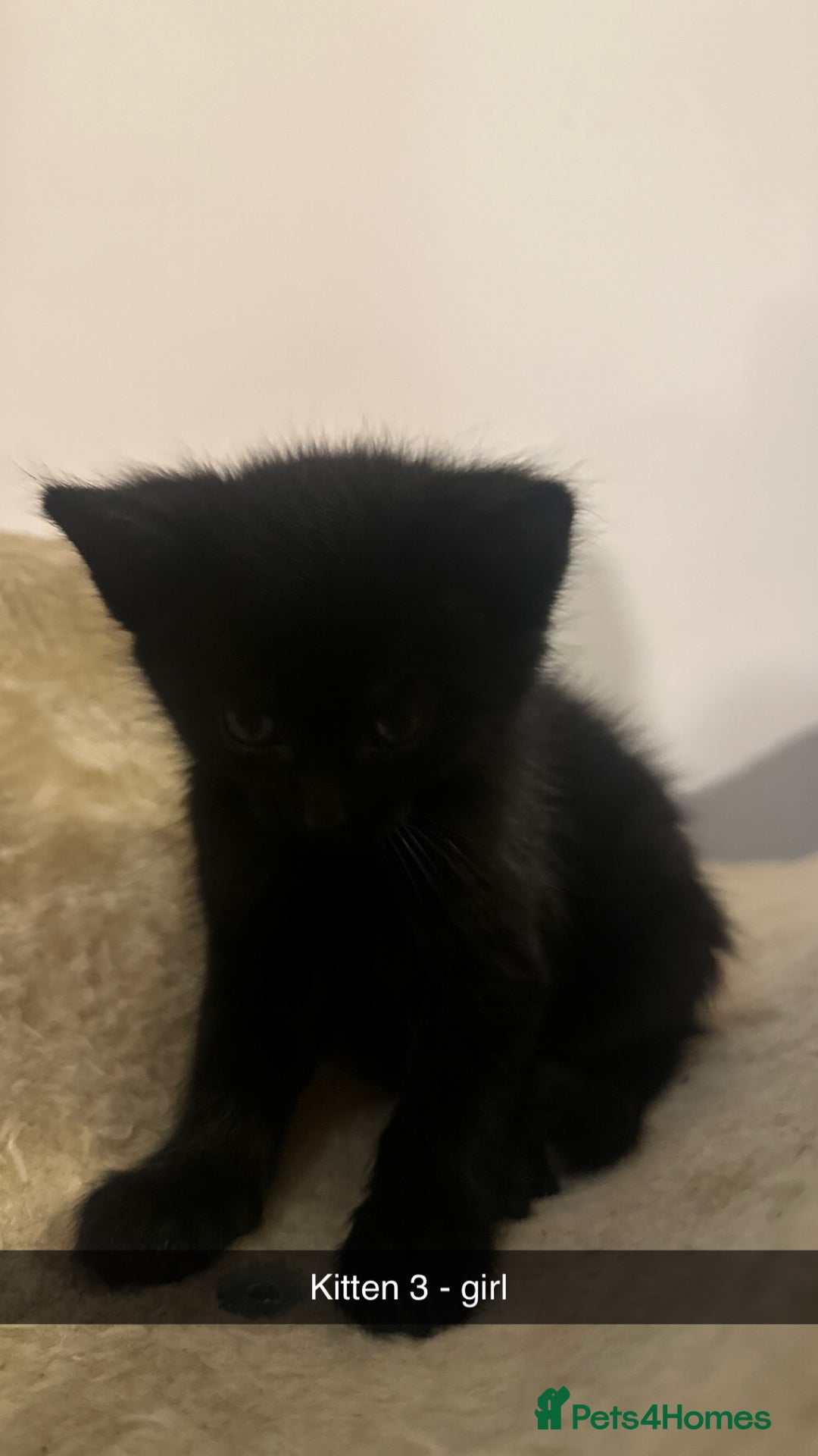 Mixed Breed cats for sale: Black and white kittens looking for loving home  - Image 11