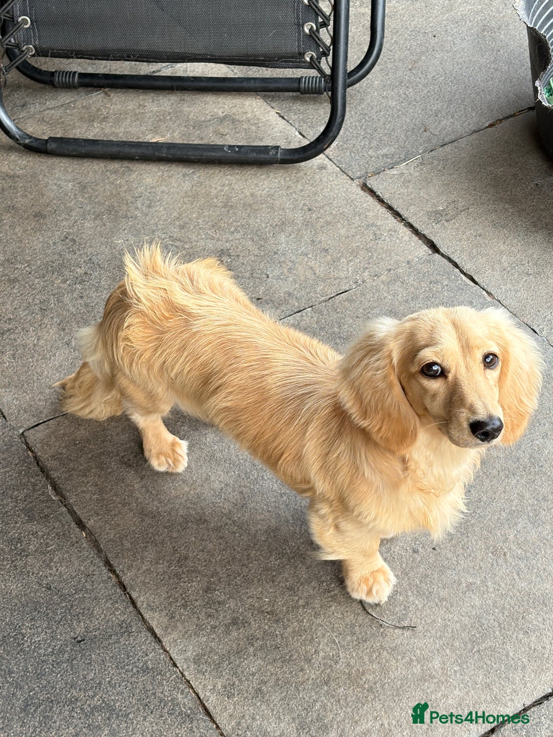 Miniature Dachshund dogs for sale: LONG COAT CREAM BOY  - Image 5