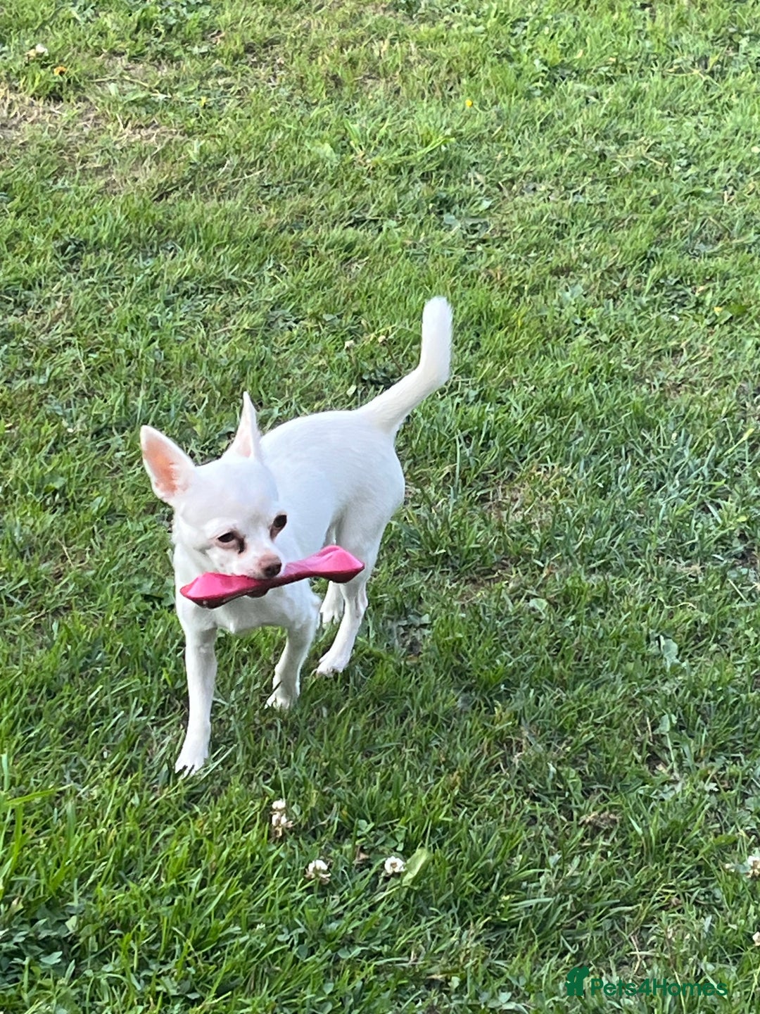 Chihuahua dogs for sale: 1 male chihuahua  - Advert 3