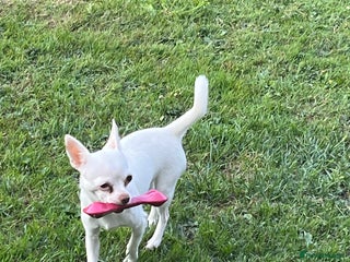 Chihuahua dogs 1 male chihuahua - Advert 1