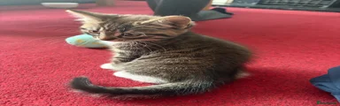 Mixed Breed Kitten 2