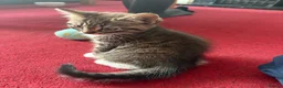Mixed Breed cats for sale: 3 x kittens for sale in Colchester - Advert 3
