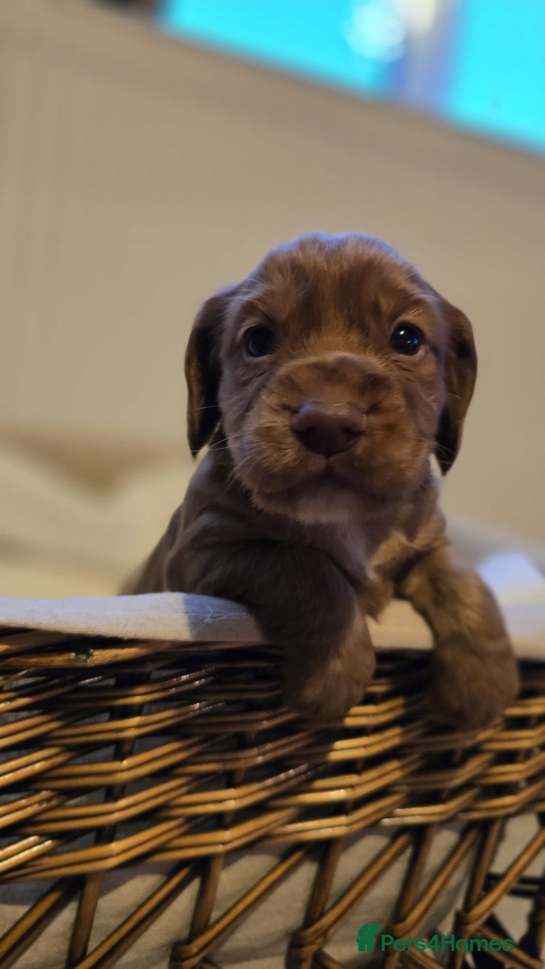 Cocker Spaniel dogs for sale: 3 beautiful working cocker spaniel pups  - Advert 5