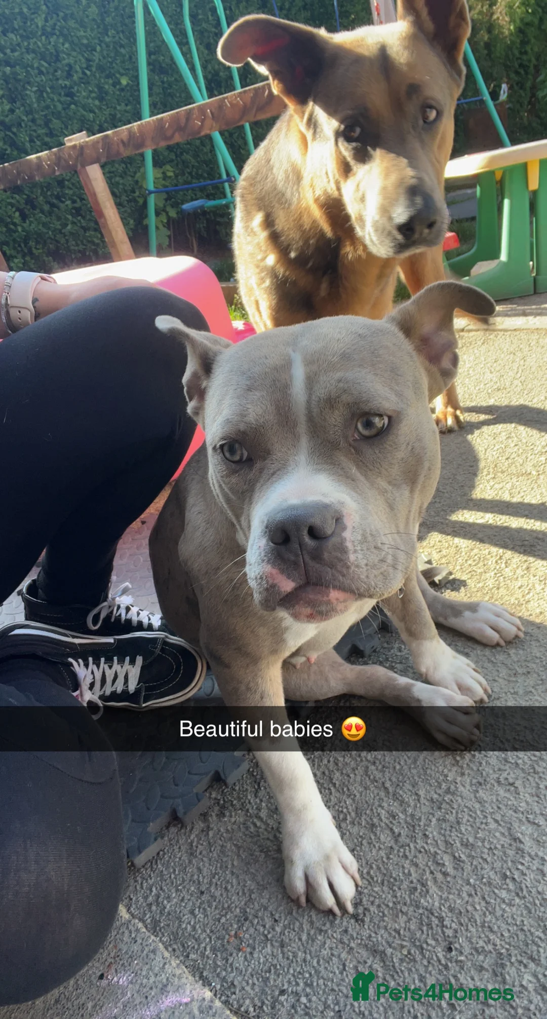 Mixed Breed dogs for sale: Female pocket bully in Sheffield - Advert 3