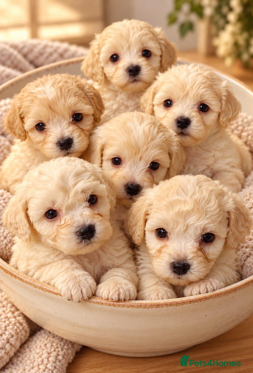 Poochon dogs 🐶 Poochon Toy Puppies Looking for Their Homes ❤️ - Advert 1