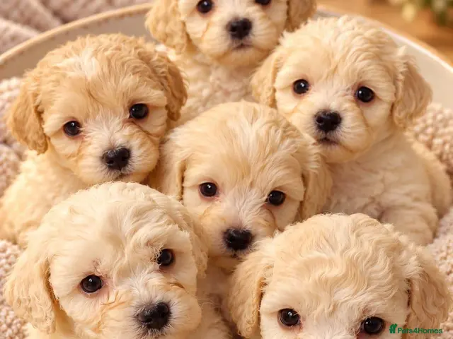 Poochon dogs 🐶 Poochon Toy Puppies Looking for Their Homes ❤️ - Advert 1