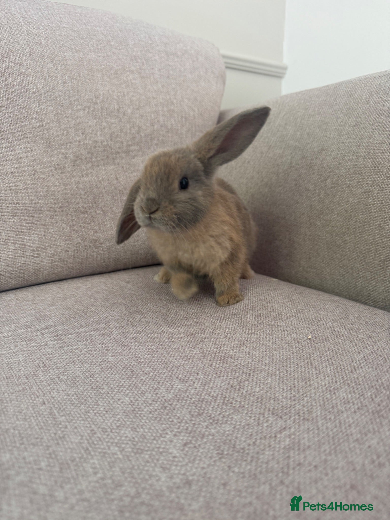 Mixed Breed rabbits Mini lop rabbits - 4 weeks  - Advert 12