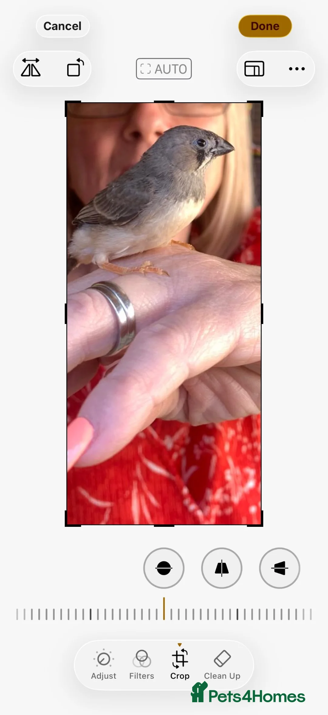 Finches birds for sale: 9 zebra finch, male and female - Advert 3