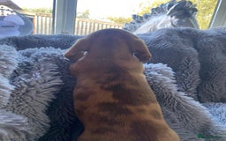 Miniature Dachshund dogs for sale: Stunning Miniature dachshund puppies  - Image 15
