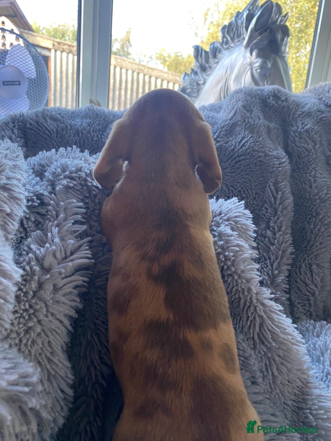 Miniature Dachshund dogs for sale: Stunning Miniature dachshund puppies  - Image 15