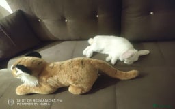 Dwarf Lop rabbits for sale: Looking for a New Home for Rosie (Spayed Rabbit) - Advert 4