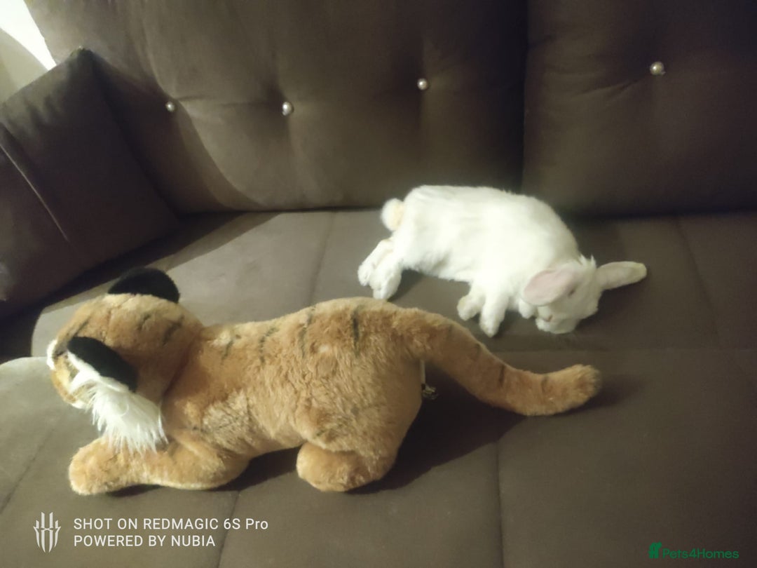 Dwarf Lop rabbits for sale: Looking for a New Home for Rosie (Spayed Rabbit) - Advert 4