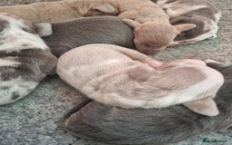 Dachshund dogs for sale: 8 Smooth Haired miniature dachshund pups  - Advert 5