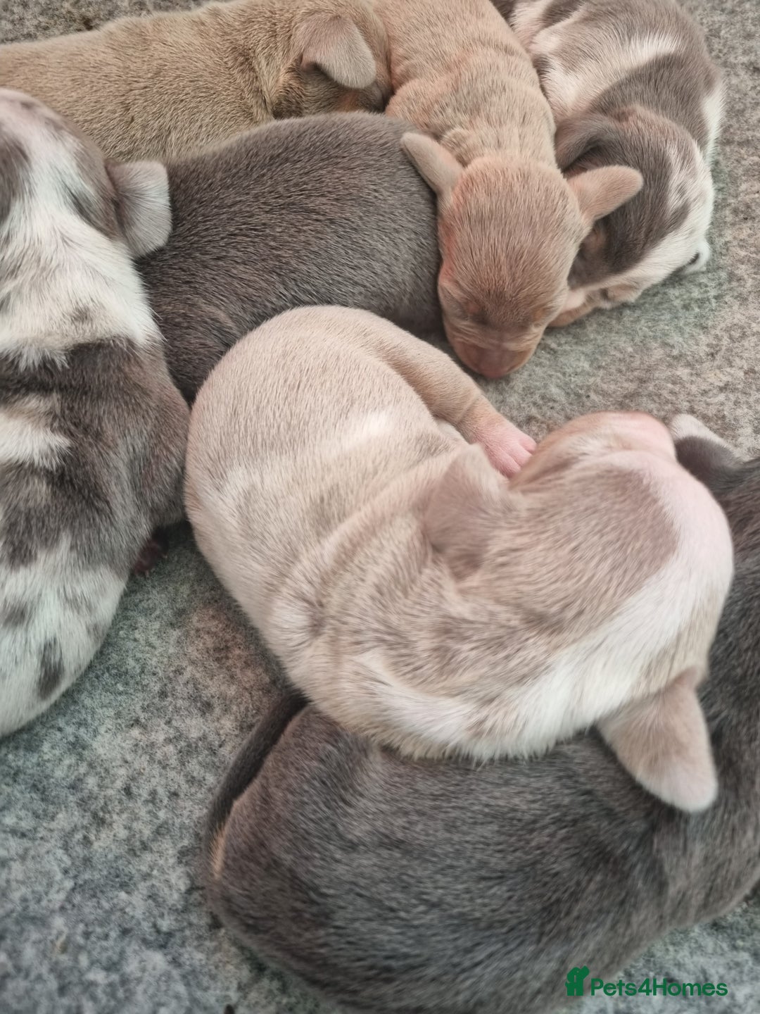 Dachshund dogs for sale: 8 Smooth Haired miniature dachshund pups  - Advert 5