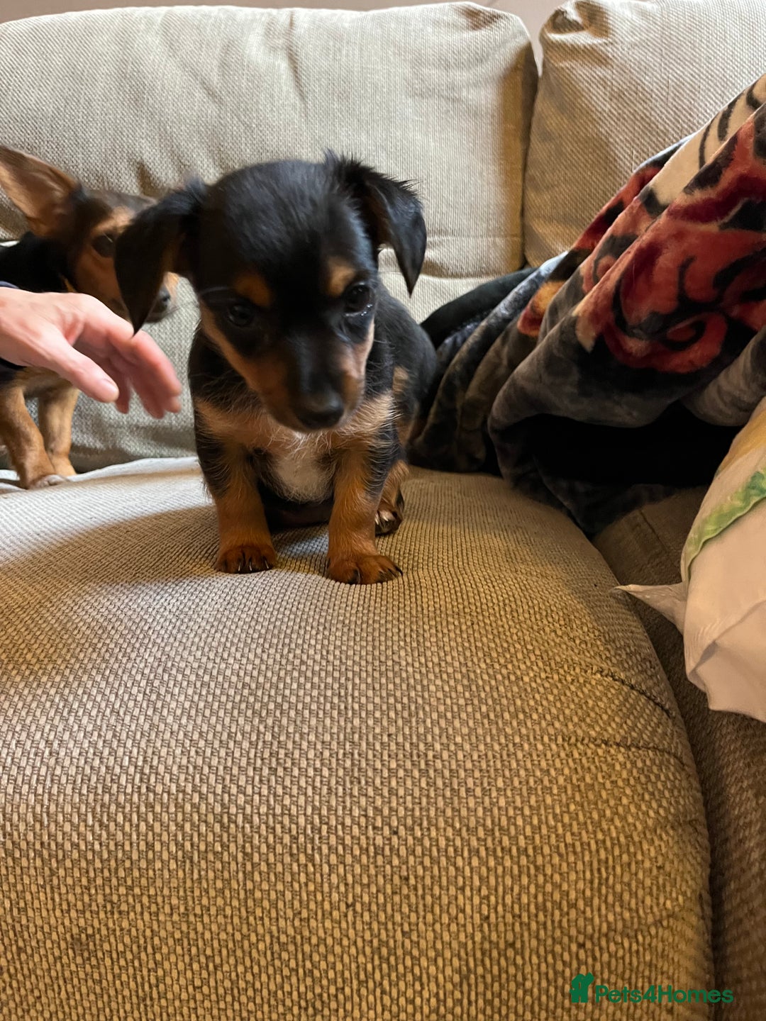 Jack Russell dogs for sale: Jack Russell puppies for sale - Advert 24