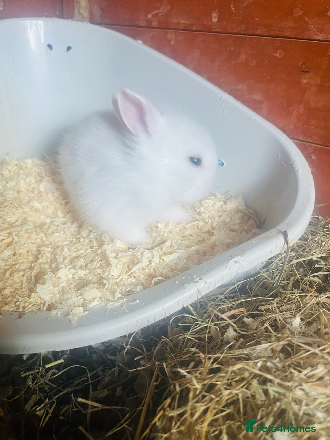 Mini Lion Lop rabbits for sale: Baby bunnies mini lion lops ready now  - Image 9