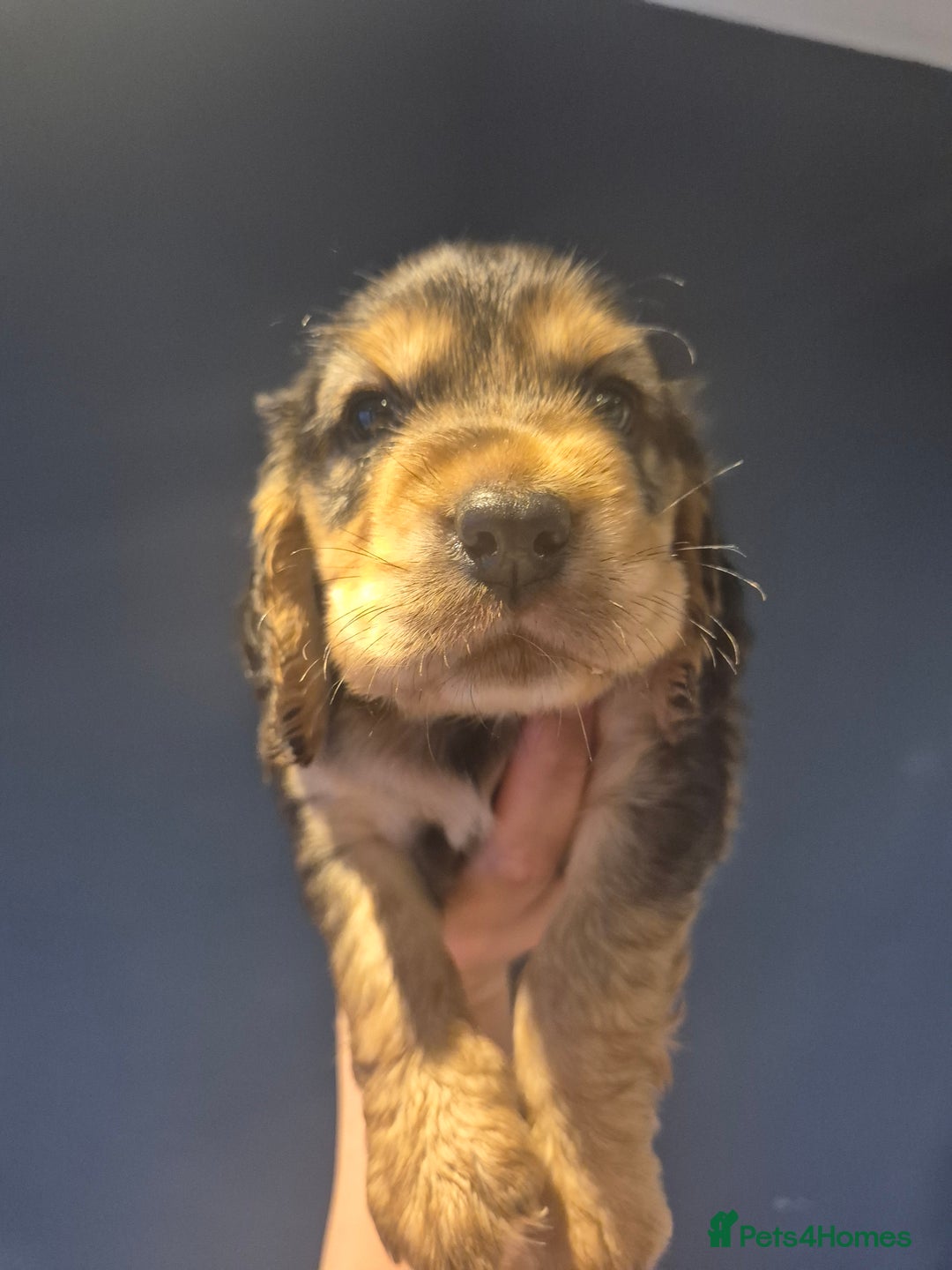 Cocker Spaniel dogs for sale: 2 male cocker spaniel  - Image 4